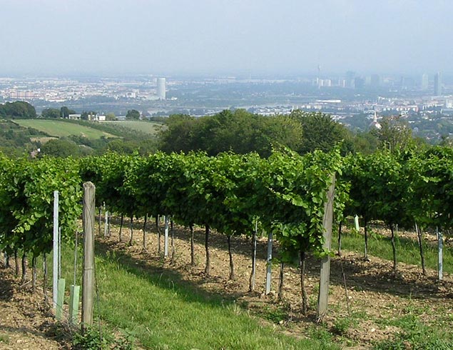 les côteaux à Vienne